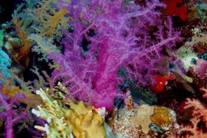 purple soft coral